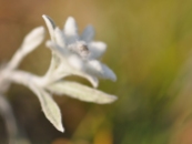 Edelweiss douce orangée