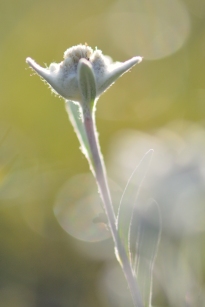 Edelweiss pétille