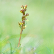 Orchis grenouille